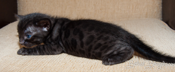 Bengal melanistic